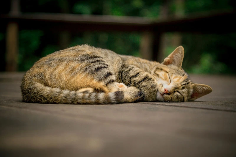 Benefits for Cats