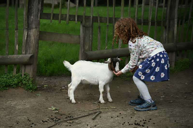 Building Care and Love for Animals