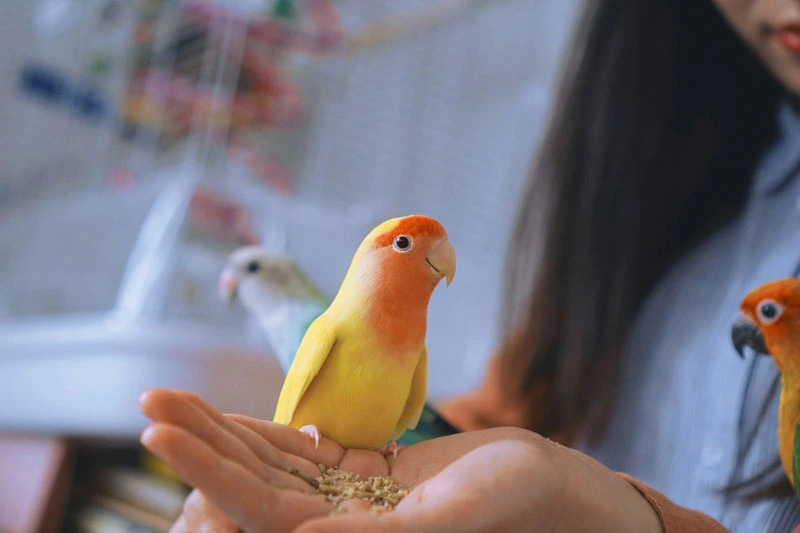 Criteria for a Comprehensive Pet Shop