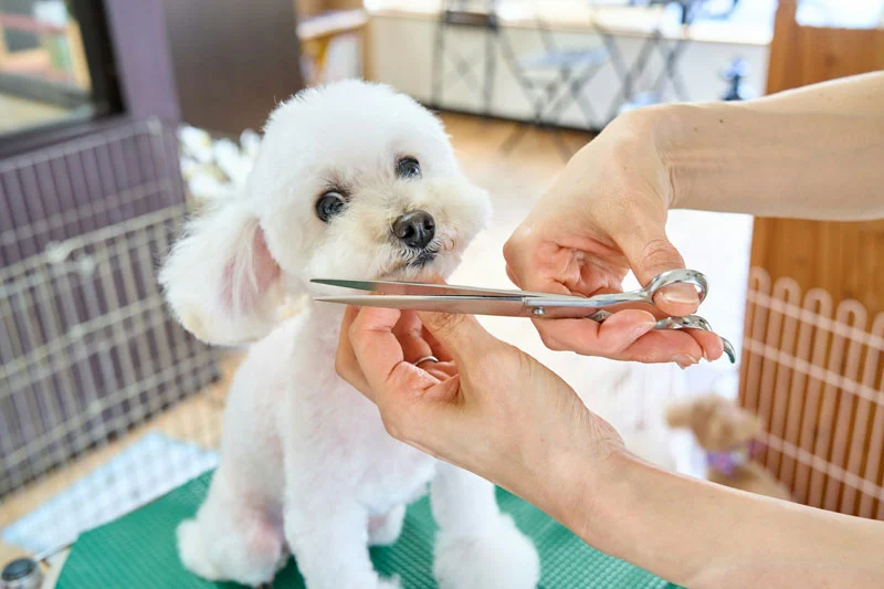 Grooming Products and Hygiene Care For Dogs
