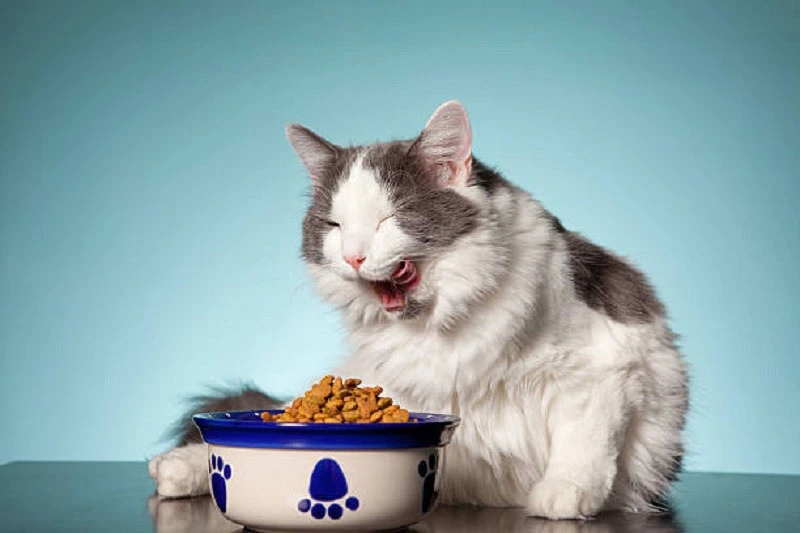 Healthy Cat Food Guide, Nutrition Tips by Age and Breed