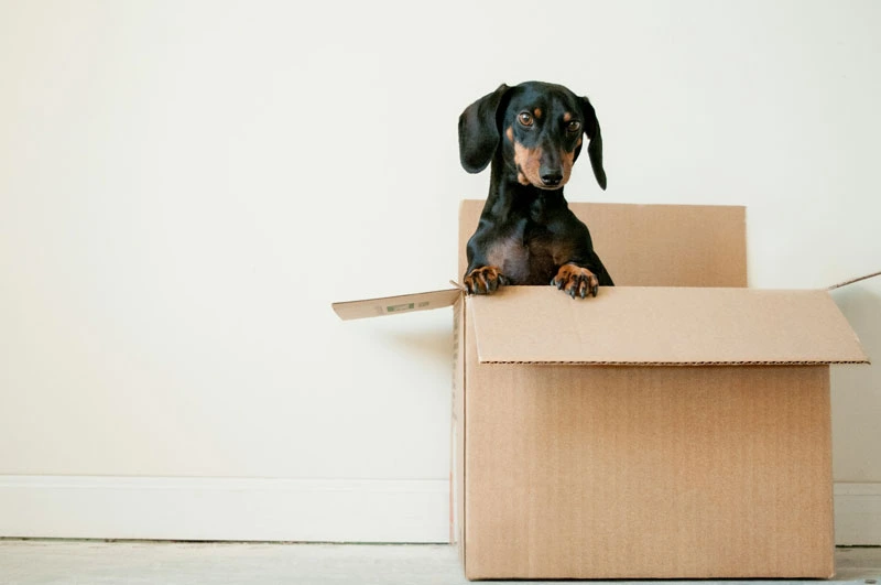How to Assess the Trustworthiness of a Pet Shop