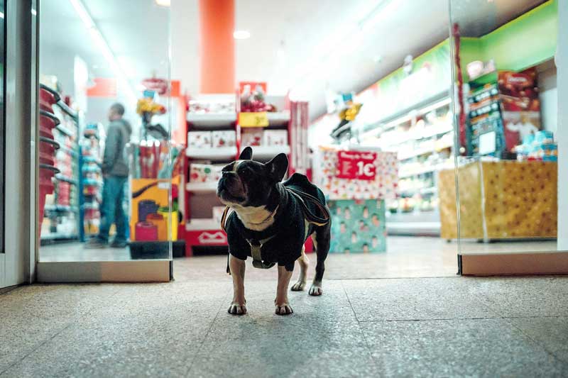 Leveraging Technology to Find the Best Pet Shop