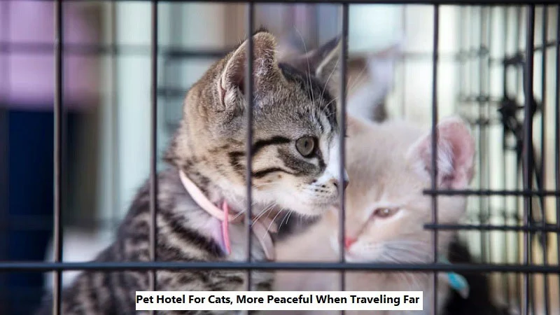 Pet Hotel For Cats, More Peaceful When Traveling Far