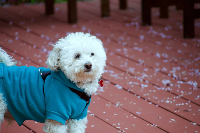 Raincoats and booties protect pets during walks