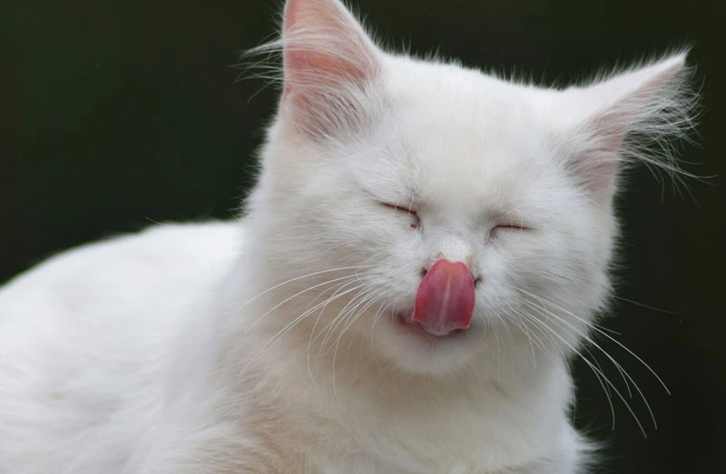 The Ultimate Cat Food Guide