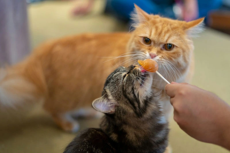 Cat Feeding Tips