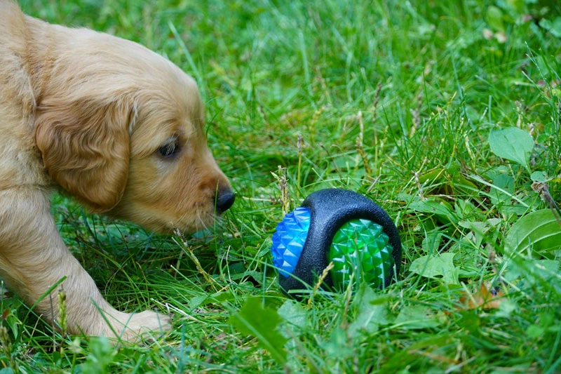 Toys That Support Mental and Physical Stimulation for Dogs