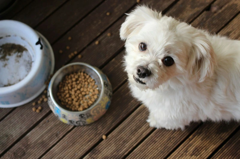 Wide Selection of Food and Treats